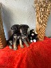  - Chiots berger allemand disponible 