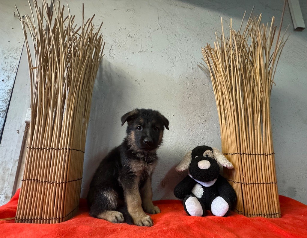 De La Tribu Des Plaines - Chiot disponible  - Berger Allemand