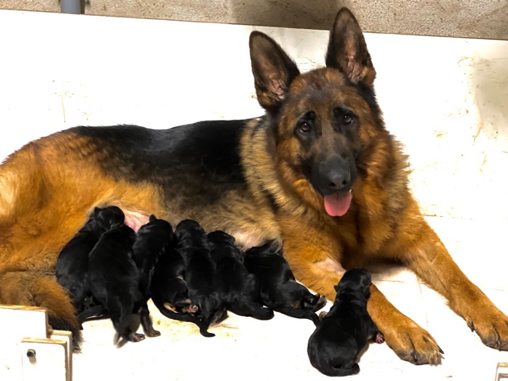 chiot Berger Allemand De La Tribu Des Plaines