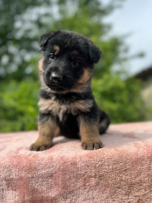 CHIOT 2 collier bleu