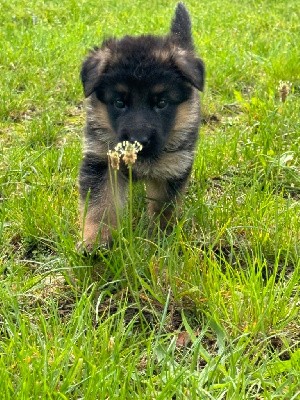 CHIOT collier bleu