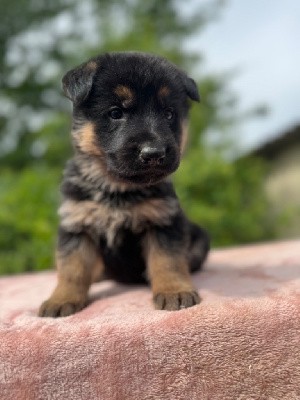 CHIOT 2 collier bleu