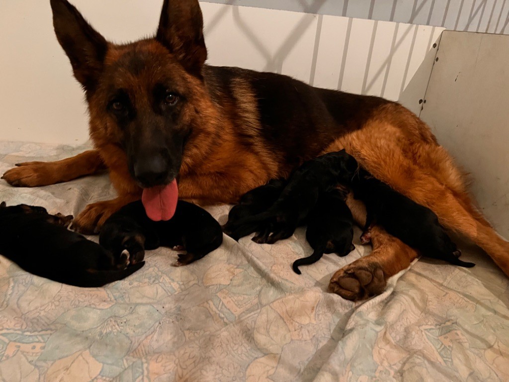 chiot Berger Allemand De La Tribu Des Plaines