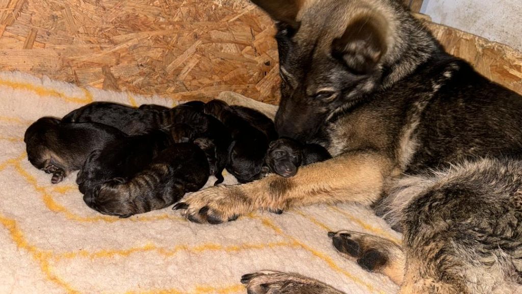 chiot Berger Allemand De La Tribu Des Plaines