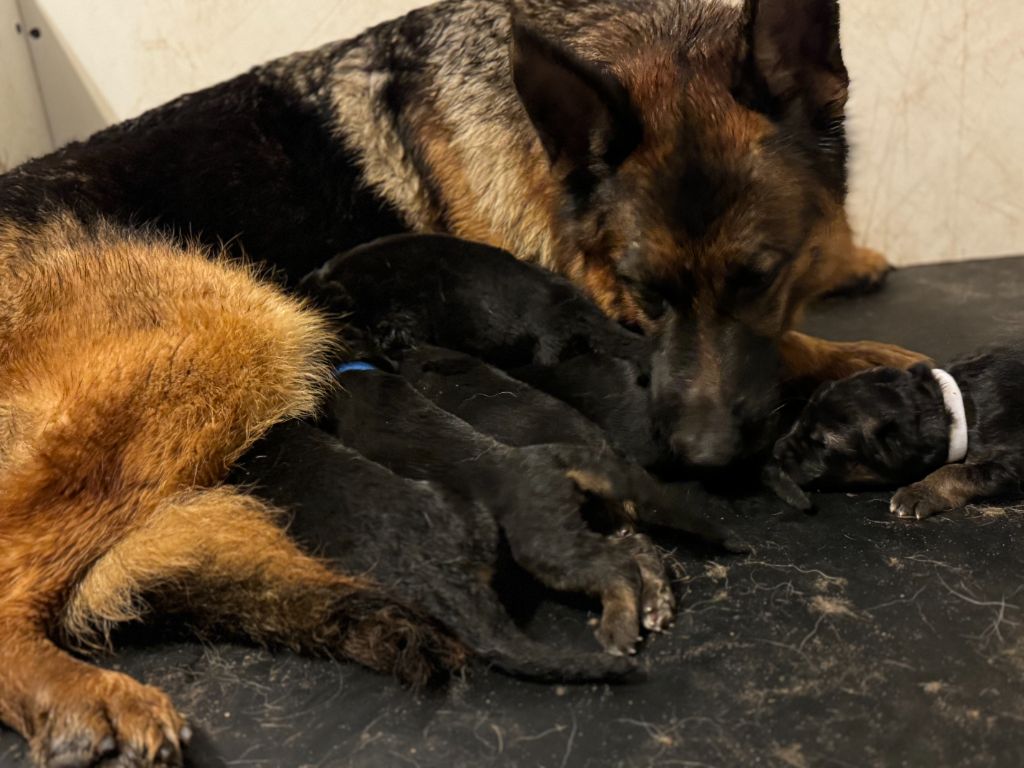 chiot Berger Allemand De La Tribu Des Plaines