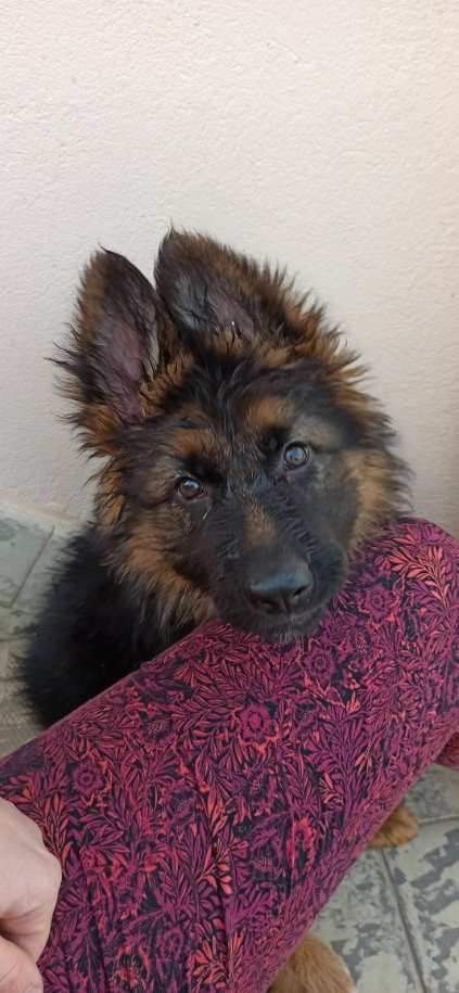 Tess De La Tribu Des Plaines