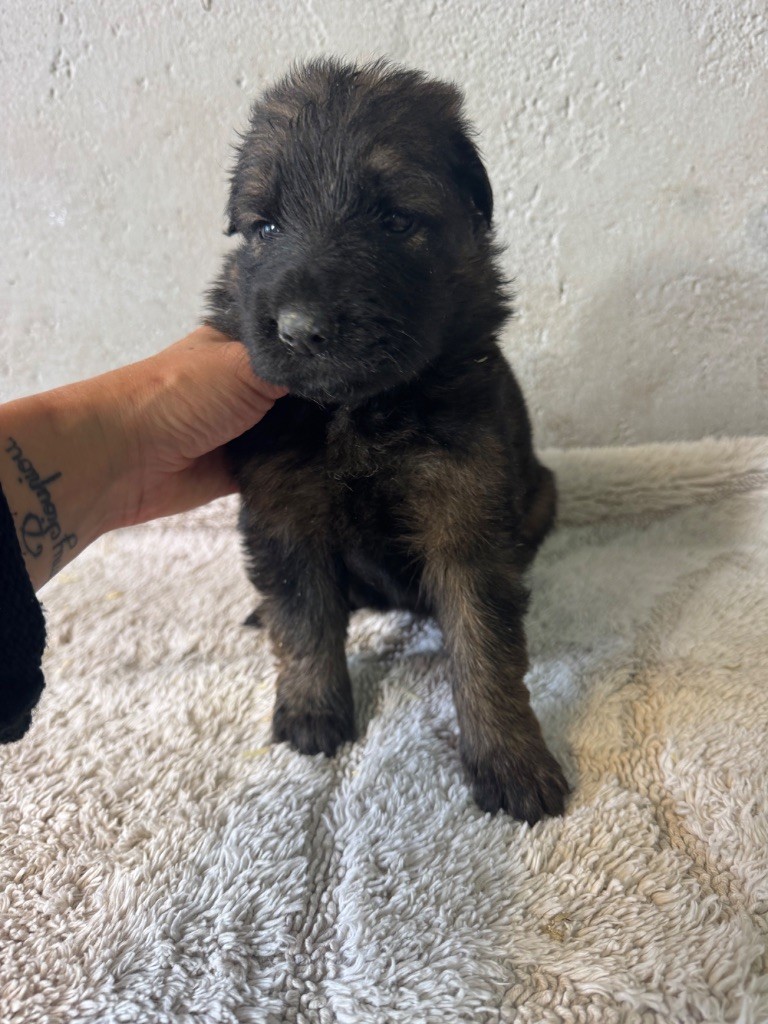 De La Tribu Des Plaines - Chiots disponibles - Berger Allemand