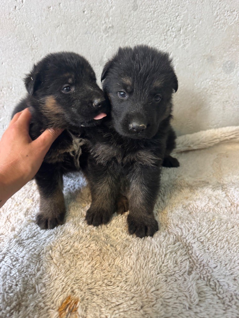 De La Tribu Des Plaines - Chiots disponibles - Berger Allemand