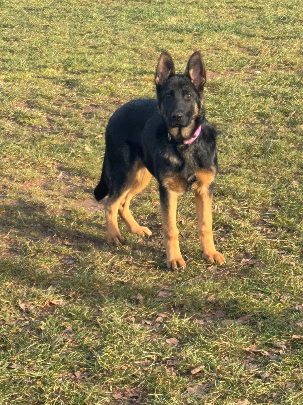 De La Tribu Des Plaines - Chiots disponibles - Berger Allemand