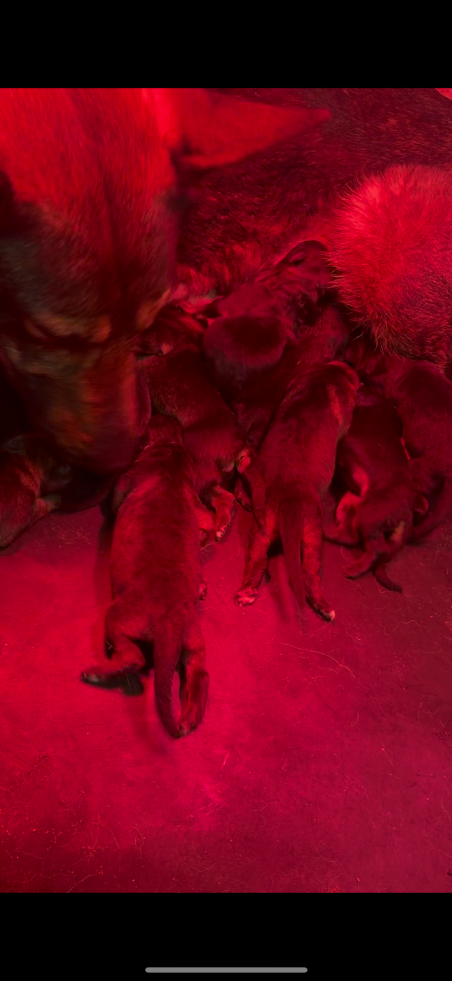 De La Tribu Des Plaines - Chiots disponibles - Berger Allemand