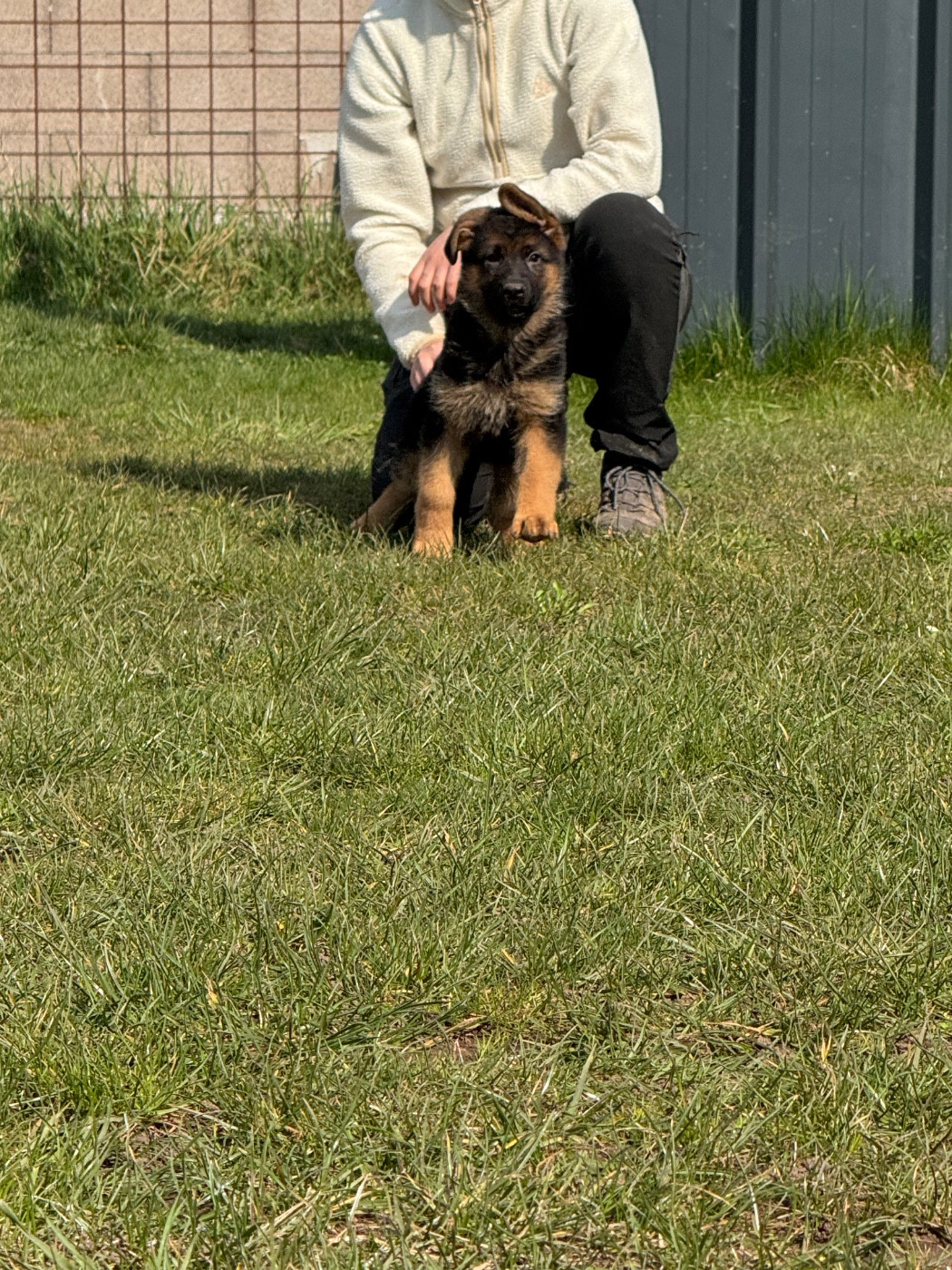 De La Tribu Des Plaines - Chiots disponibles - Berger Allemand