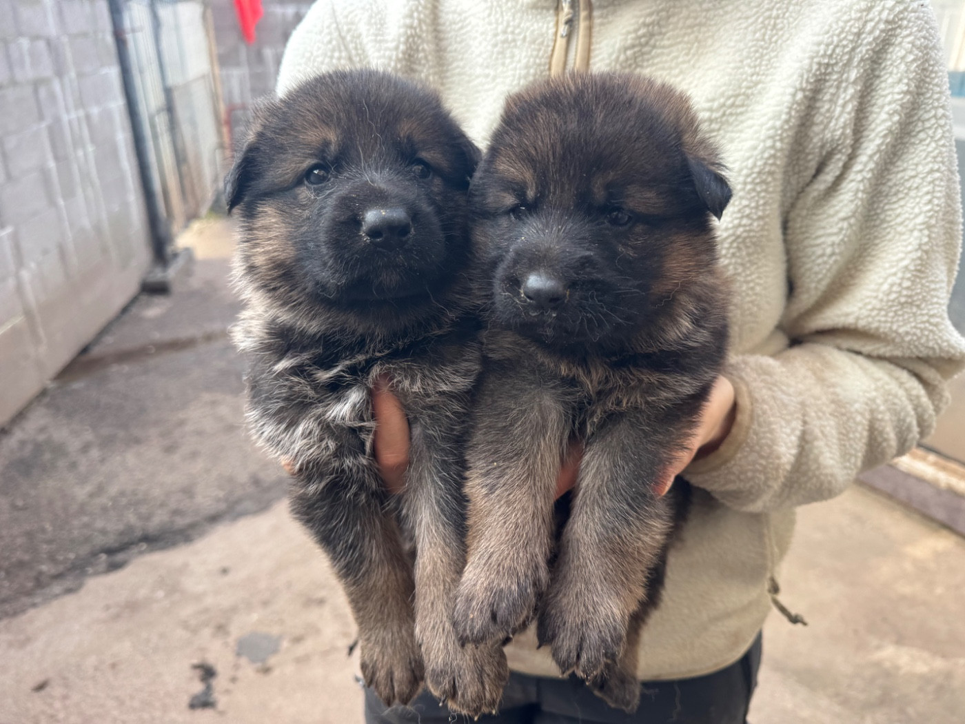 De La Tribu Des Plaines - Chiots disponibles - Berger Allemand