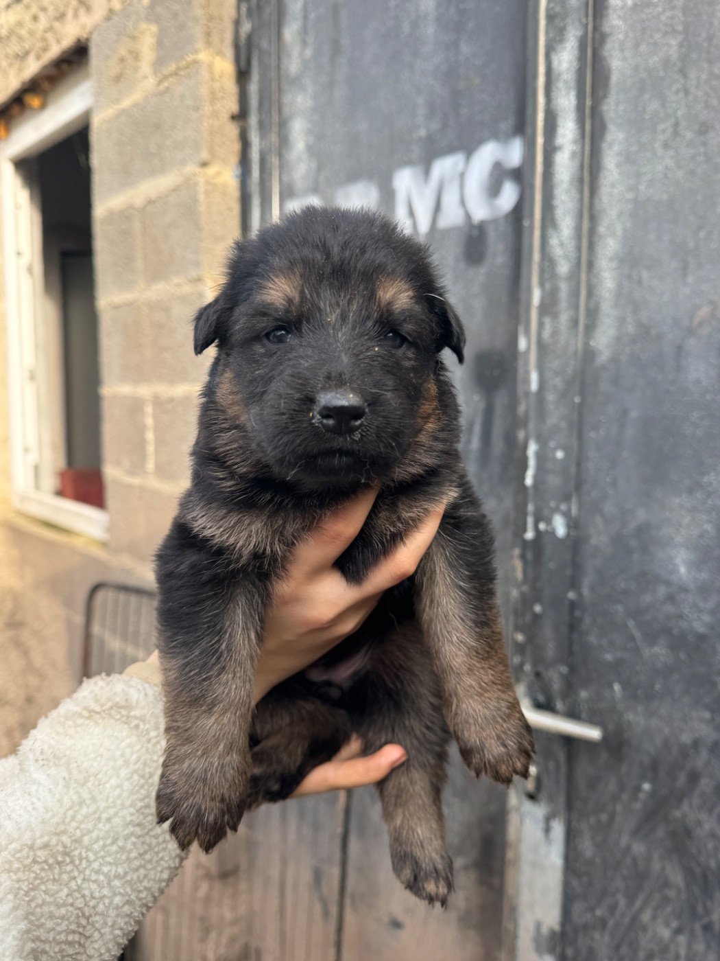 De La Tribu Des Plaines - Chiots disponibles - Berger Allemand