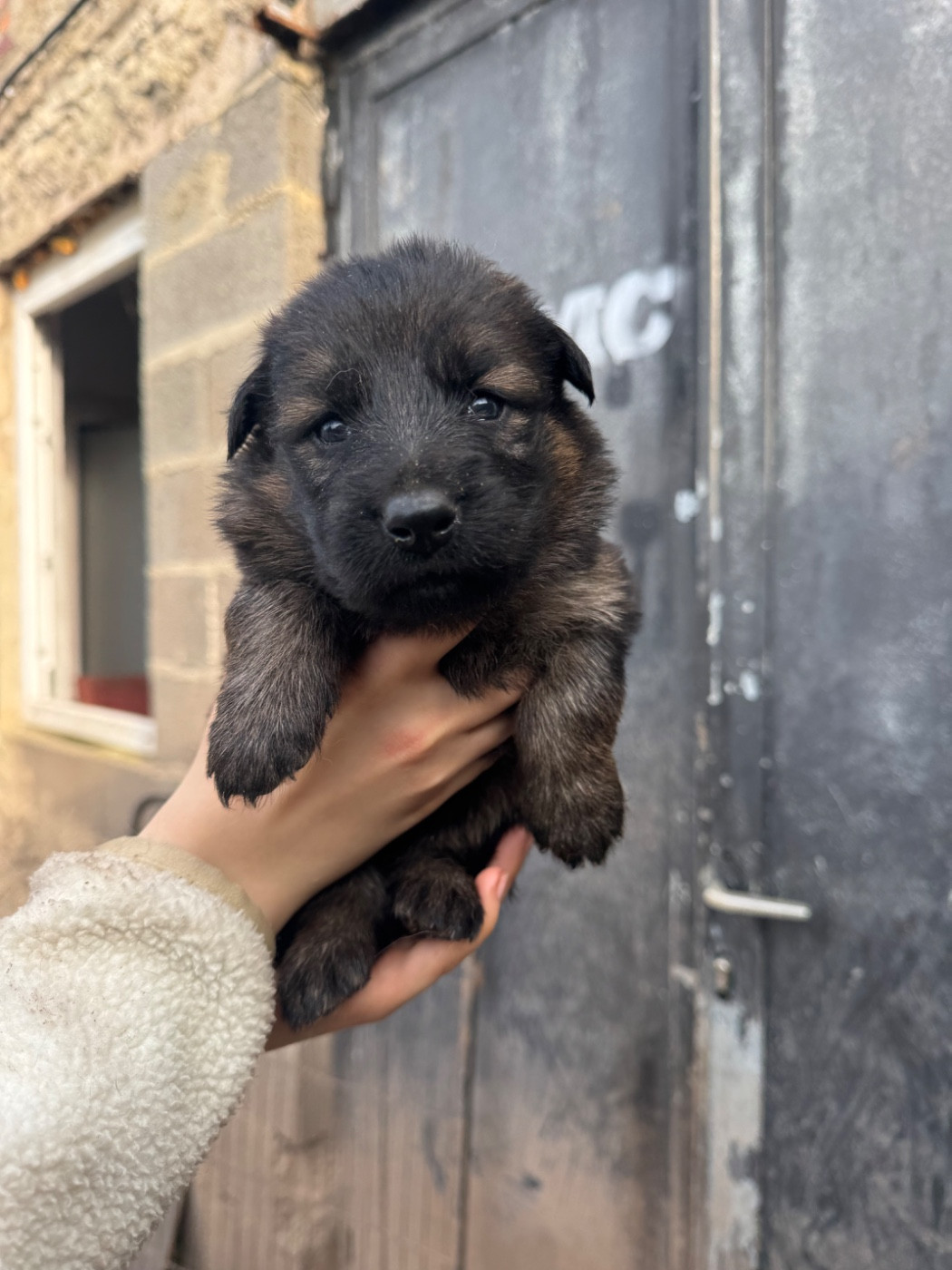 De La Tribu Des Plaines - Chiots disponibles - Berger Allemand