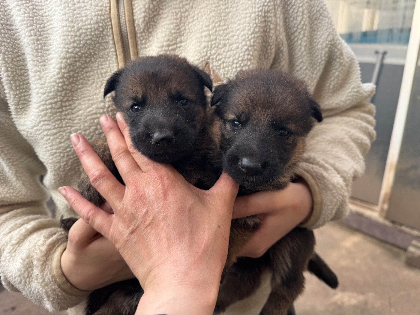 De La Tribu Des Plaines - Chiots disponibles - Berger Allemand