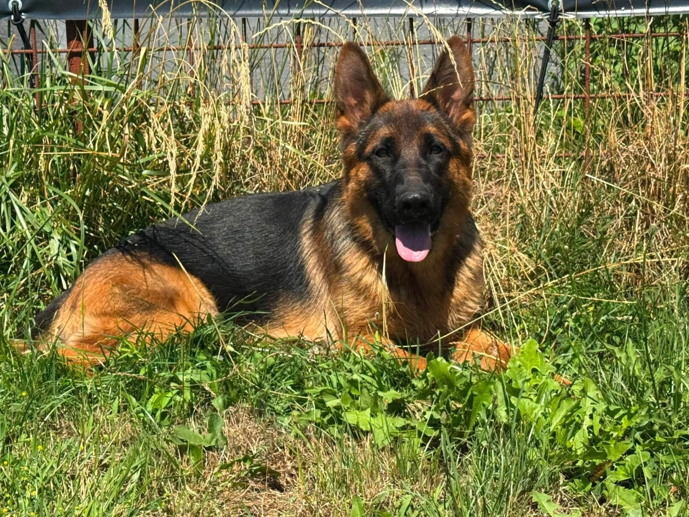 De La Tribu Des Plaines - Chiots disponibles - Berger Allemand