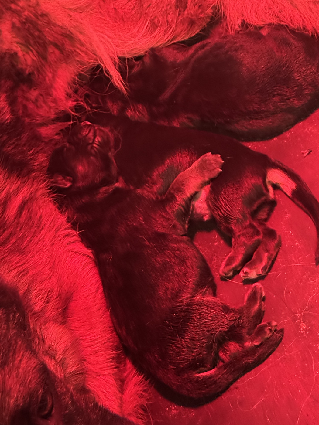 De La Tribu Des Plaines - Chiots disponibles - Berger Allemand