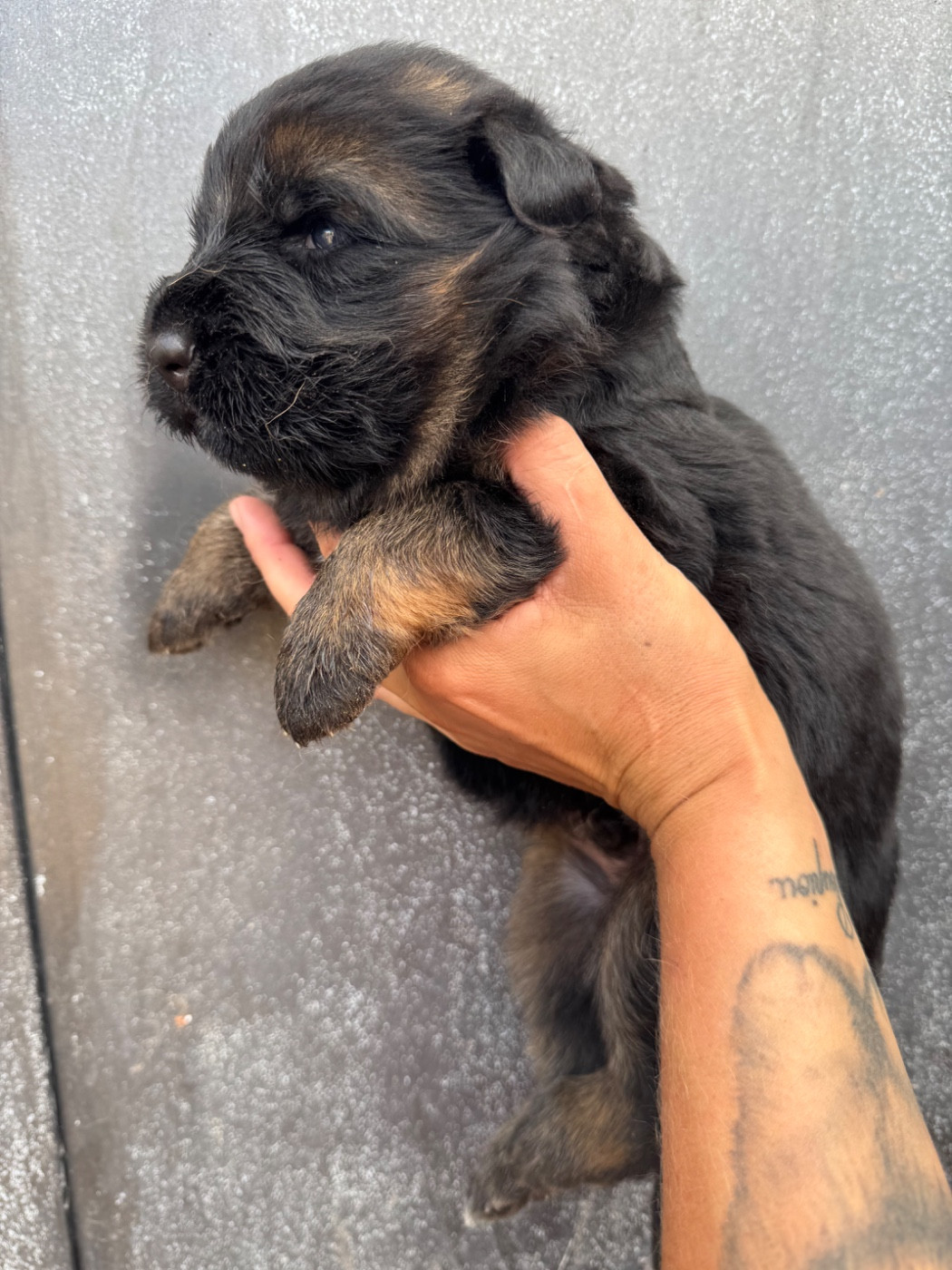 De La Tribu Des Plaines - Chiots disponibles - Berger Allemand