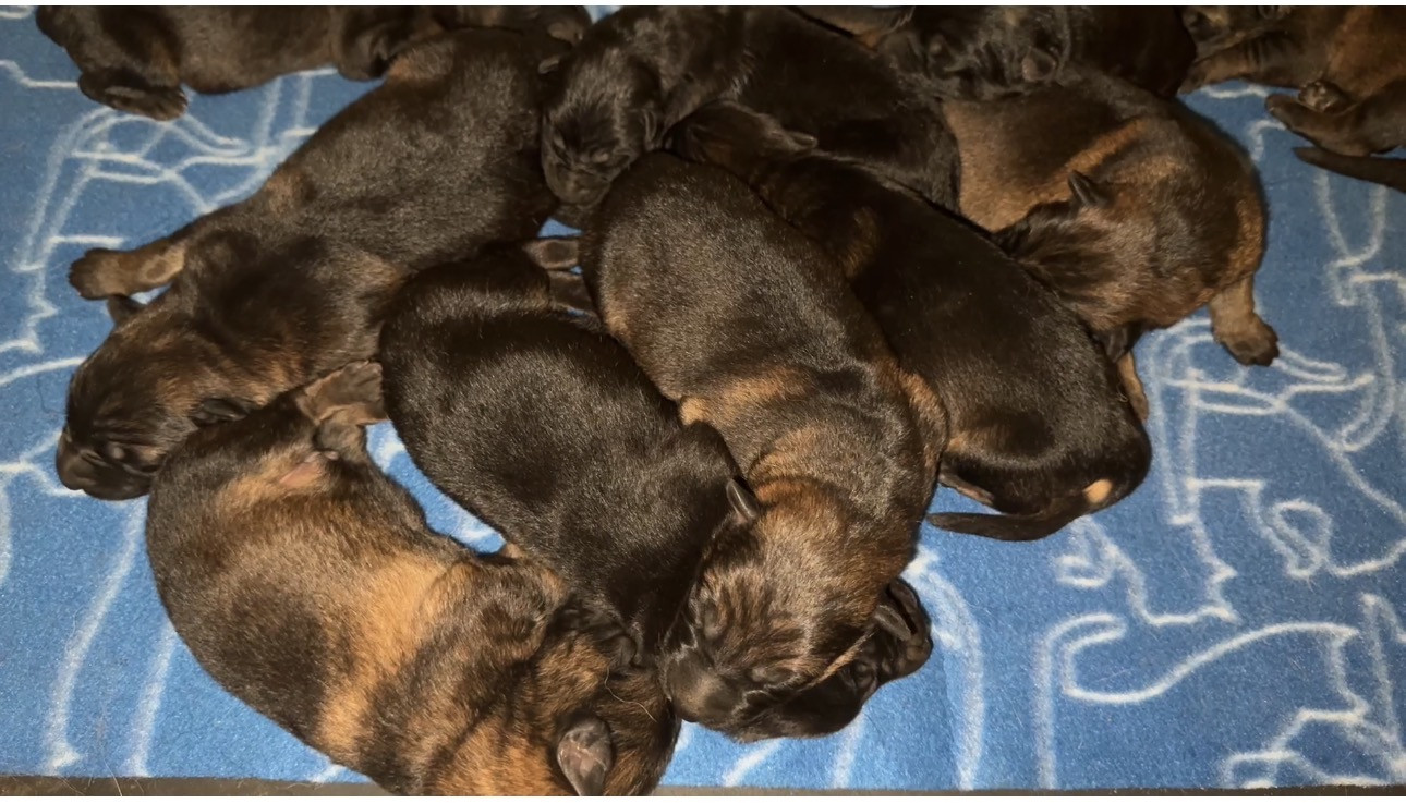 De La Tribu Des Plaines - Chiots disponibles - Berger Allemand
