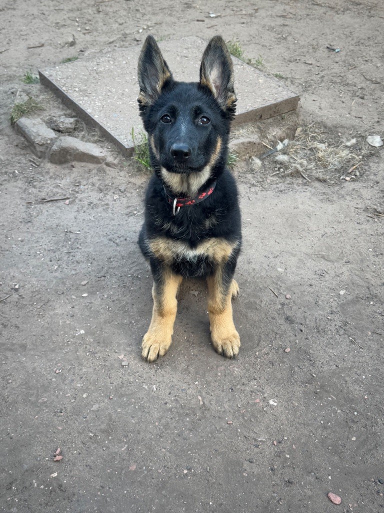 De La Tribu Des Plaines - Chiots disponibles - Berger Allemand