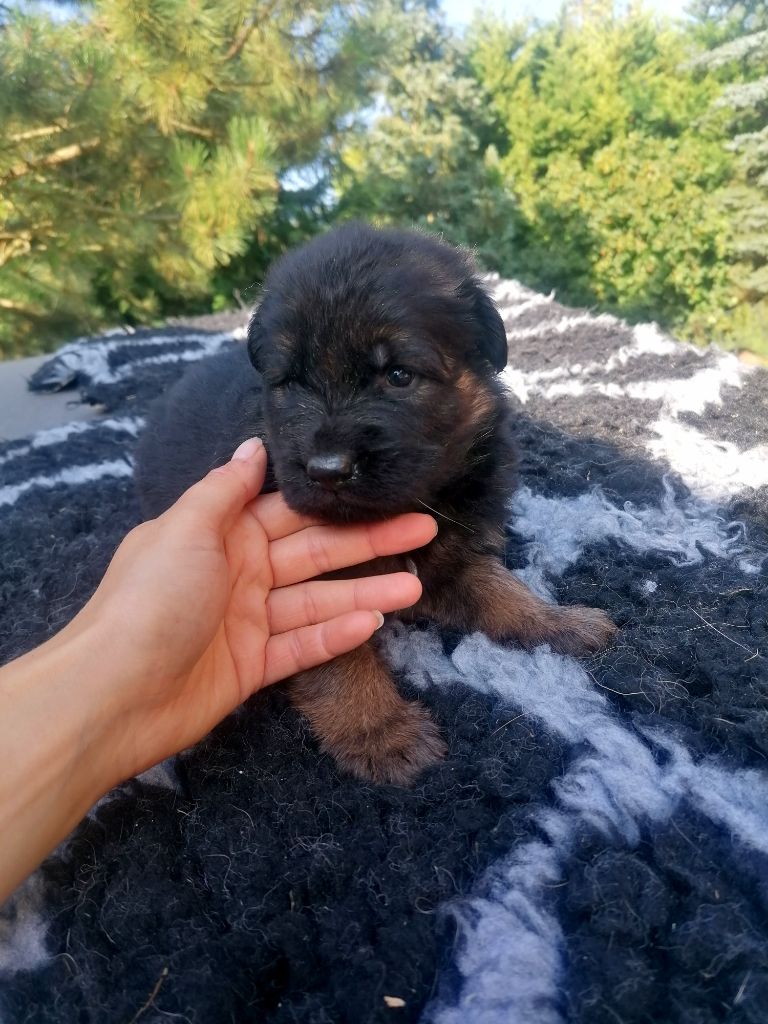 De La Tribu Des Plaines - Berger Allemand - Portée née le 31/07/2021