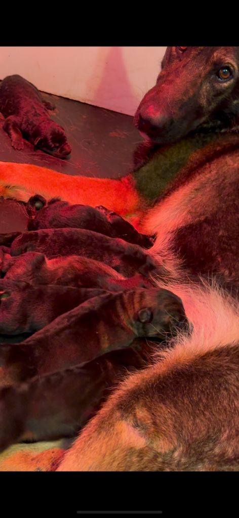 De La Tribu Des Plaines - Chiots disponibles - Berger Allemand