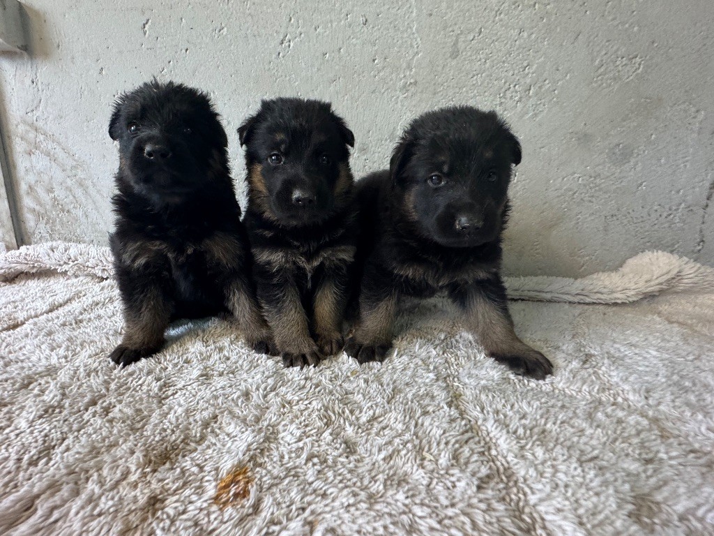 De La Tribu Des Plaines - Chiots disponibles - Berger Allemand
