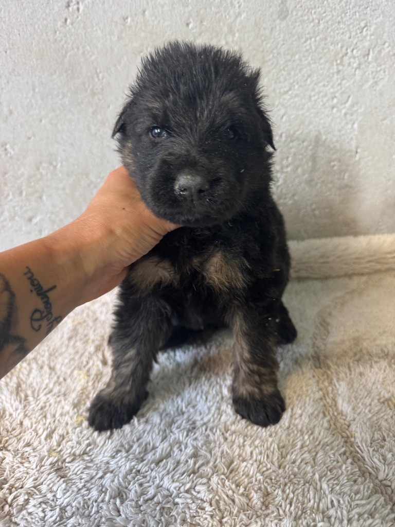 De La Tribu Des Plaines - Chiots disponibles - Berger Allemand