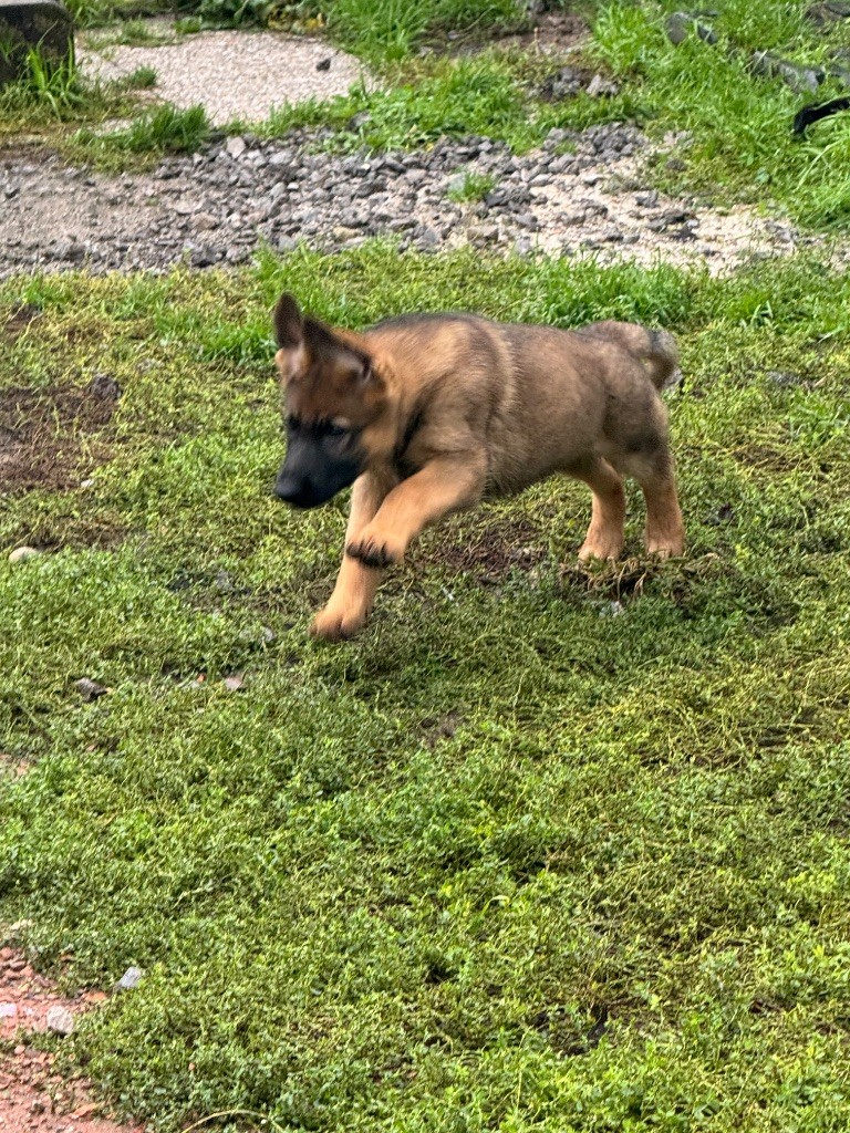 De La Tribu Des Plaines - Chiots disponibles - Berger Allemand