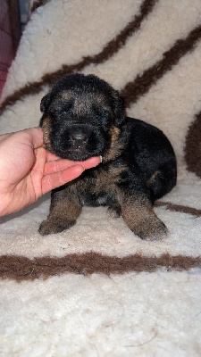 CHIOT 5