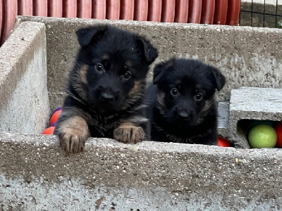 CHIOT 5