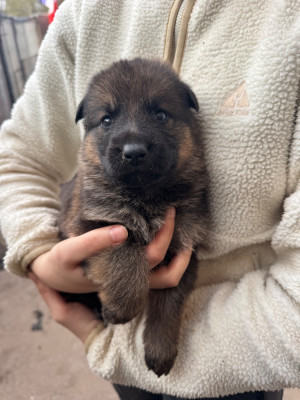 Chiot N°3