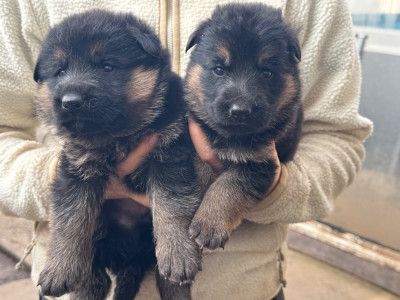Chiot N°2