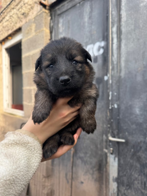 Chiot N°7
