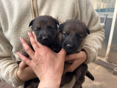 Chiot N°8
