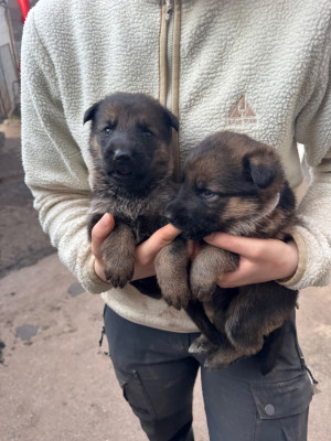 Chiot N°9