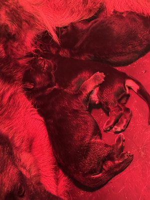 Chiot N°1
