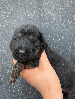 CHIOT