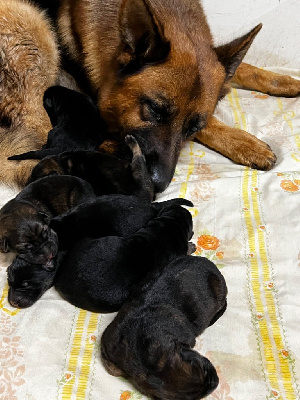 CHIOT 1