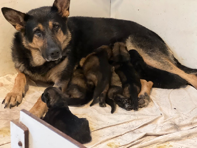 CHIOT 3