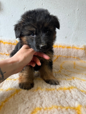 CHIOT 2