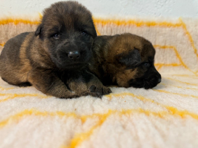 CHIOT 9