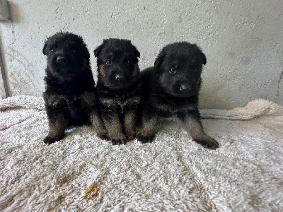 CHIOT