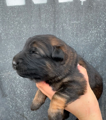 CHIOT