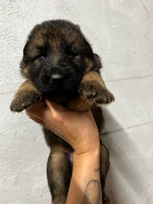 CHIOT 4