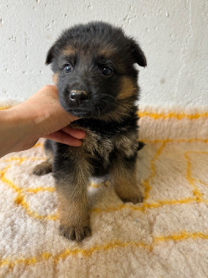 CHIOT 7