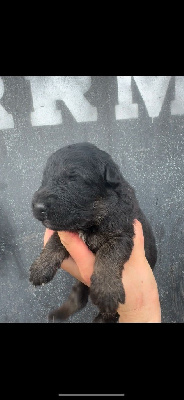 CHIOT