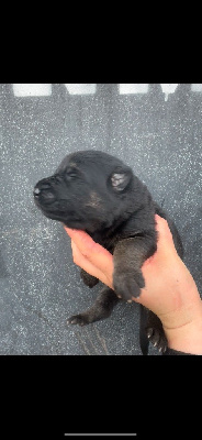 CHIOT