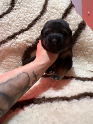 CHIOT 3
