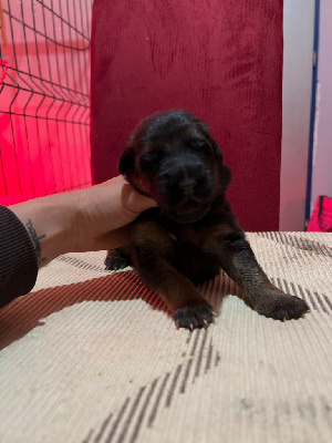CHIOT 7